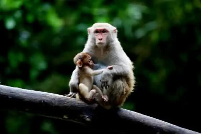 Boy died in Monkeys Attack