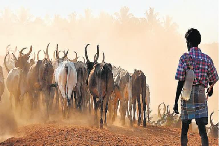 cow issue  Farmers  Farmers worried  Acid  Acid attack on cows  ஆசிட் வீச்சு  மாடுகள் மீது ஆசிட் வீச்சு  விவாசாயிகள்  மேட்டுப்பாளையம்  கால்நடைகள்