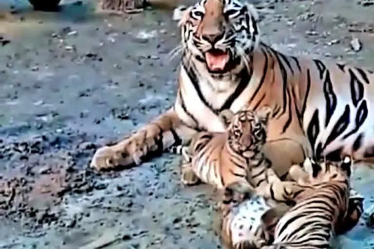 Tigress 'mausi' takes care of cubs left behind by her dead sister at MP reserve