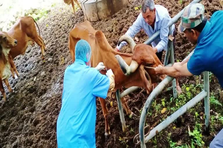 આયુર્વેદિક ઉપચાર