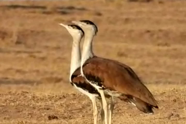 great-indian-bustard-birds-pictures