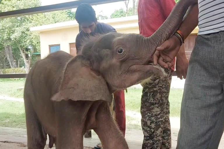 baby Elephant