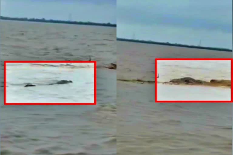 Crocodile In Saran Etv Bharat