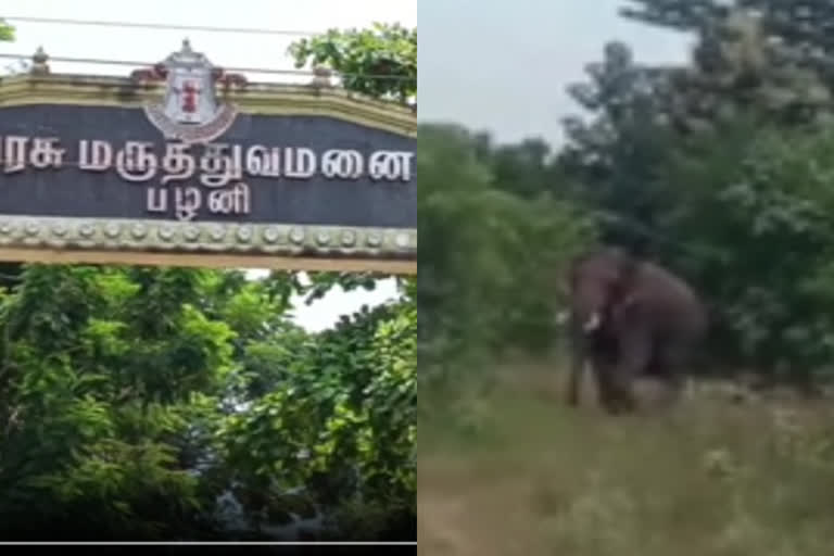 காட்டு யானையை கண்டு பயந்து ஓடி இரு பெண்கள் படுகாயம்