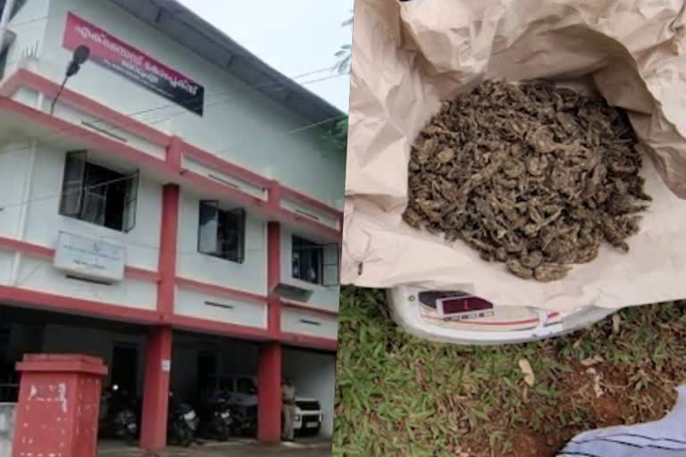 drug smuggling  ganja  mdma  excise raid  idukki kerala  policeman arrested  ലഹരി മാഫിയ  ഇടുക്കി  ഇടുക്കിയിൽ ലഹരി മാഫിയ സജീവം  എക്സൈസ്  തൊടുപുഴ  എംഡിഎംഎ  പൊലീസ് ഉദ്യോഗസ്ഥനും പിടിയിൽ  കഞ്ചാവ്  പിടിമുറുക്കി ലഹരി മാഫിയ  ഇടുക്കി വാർത്ത  idukki local news