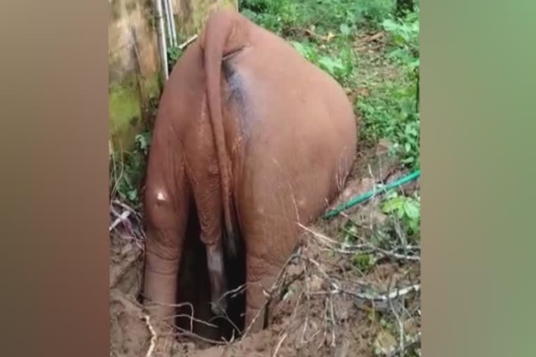 wild elephant found dead  septic tank  thrissur  kodakara  vellikulangara  കാട്ടാന ചരിഞ്ഞു  തൃശൂർ  പോത്തൻചിറ  ഉപയോഗശൂന്യമായ സെപ്റ്റിക് ടാങ്ക്  ആനയുടെ ജഡം