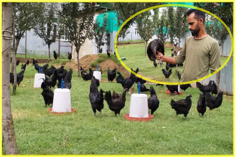 pulwama-youth-runs-worlds-most-expensive-chicken-farm