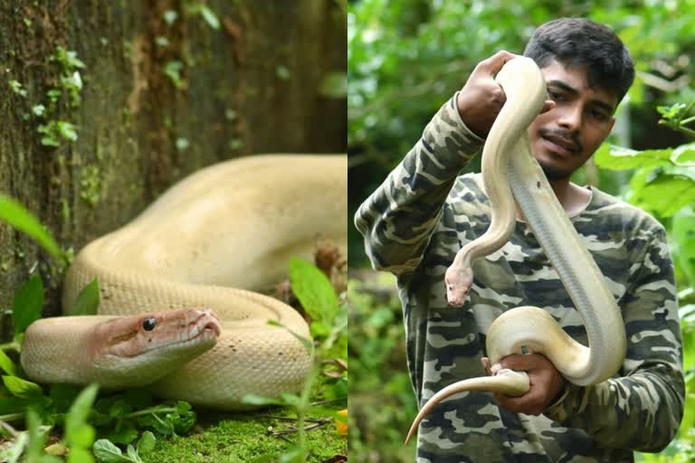 Rare White Python Spotted in Kumta  അപൂര്‍വയിനം വെള്ള പെരുമ്പാമ്പിനെ കണ്ടെത്തി  വെള്ള പെരുമ്പാമ്പിനെ കണ്ടെത്തി  മിര്‍ജാന്‍ രാമനഗര്‍  ബെംഗളൂരു  കര്‍ണാടക വാര്‍ത്തകള്‍  വെള്ള പെരുമ്പാമ്പ് നാട്ടുകാര്‍ക്ക് കൗതുകമായി  National news  National news updates  Latest National news  ബെംഗളൂരു വാര്‍ത്തകള്‍  ബെംഗളൂരു  കര്‍ണാടക വാര്‍ത്തകള്‍  കര്‍ണാടക  കര്‍ണാടക പുതിയ വാര്‍ത്തകള്‍