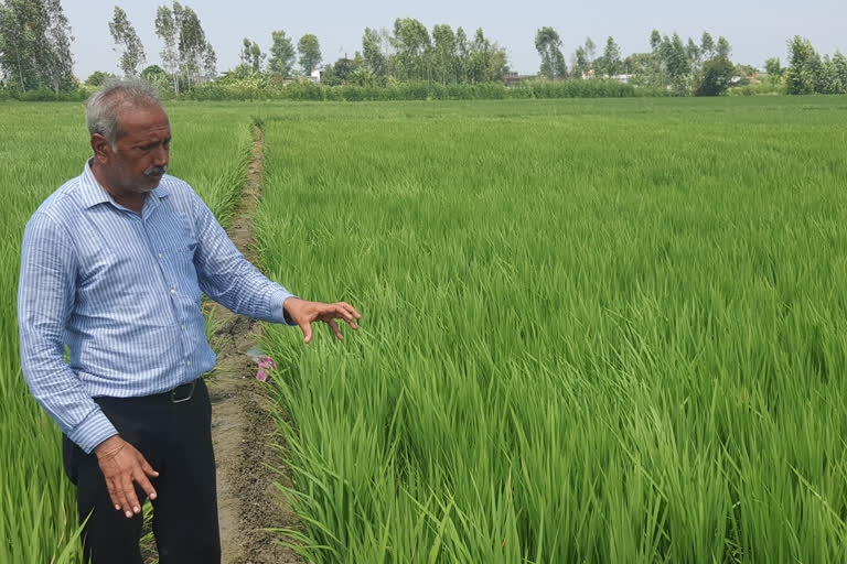 crop in uttarakhand