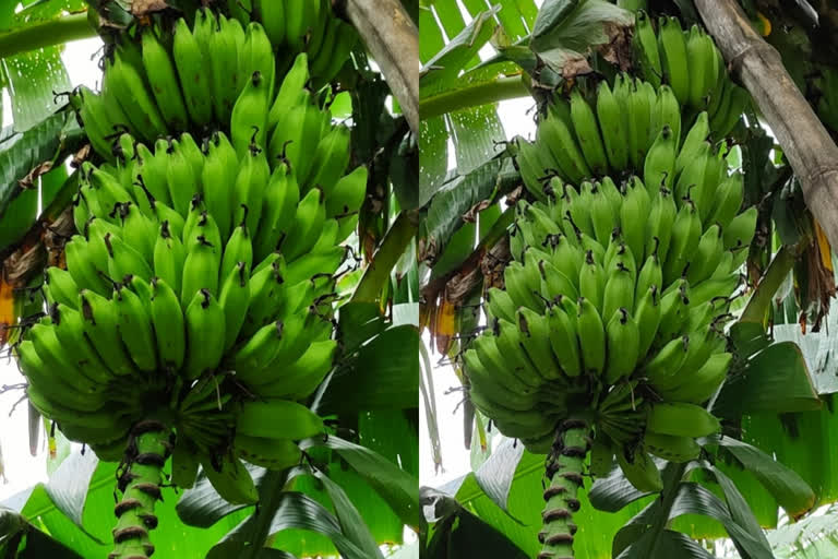 Kothia bananas