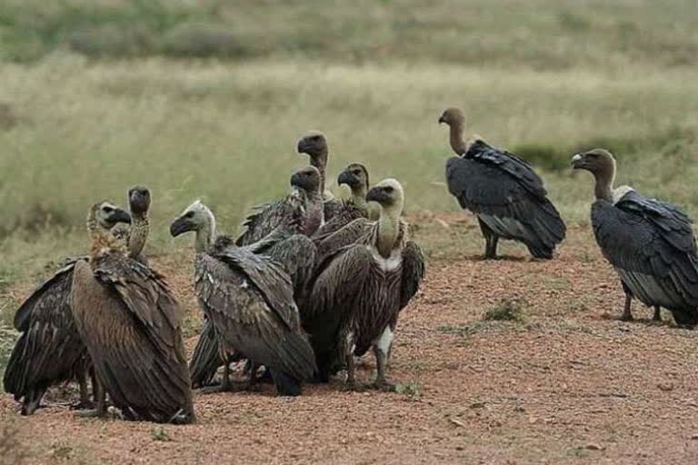 protection of vultures
