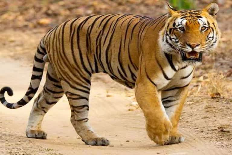 Tiger terror in Surguja