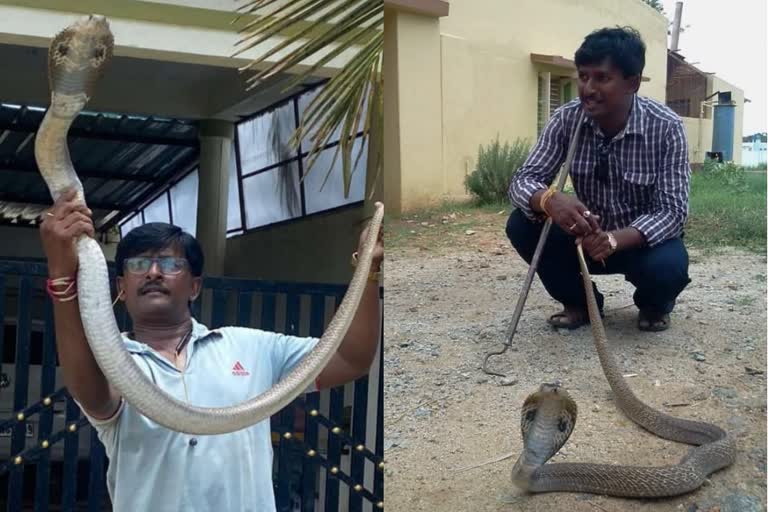 SNAKE CATCHER DIES BY COBRA BITE