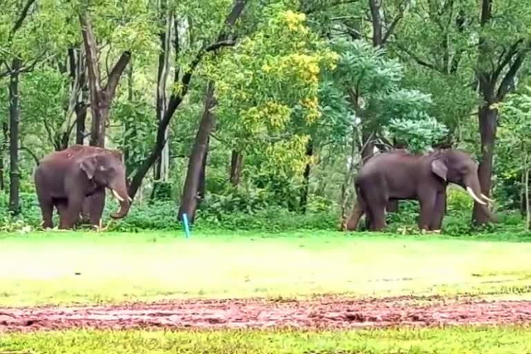 Two elephants to join leopard search operation