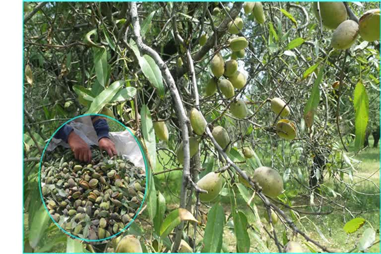 almond-harvesting-season-started-in-pulwama-farmers-concern-over-low-rates