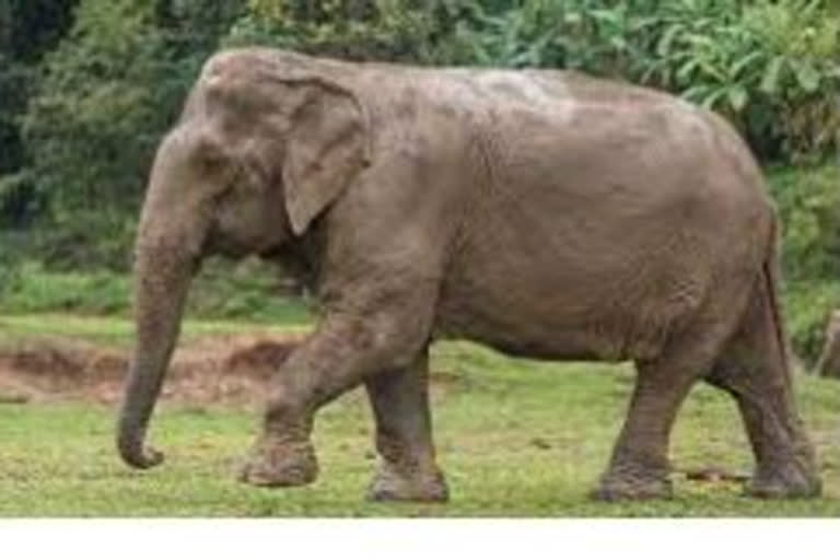 Wild elephant death in assam