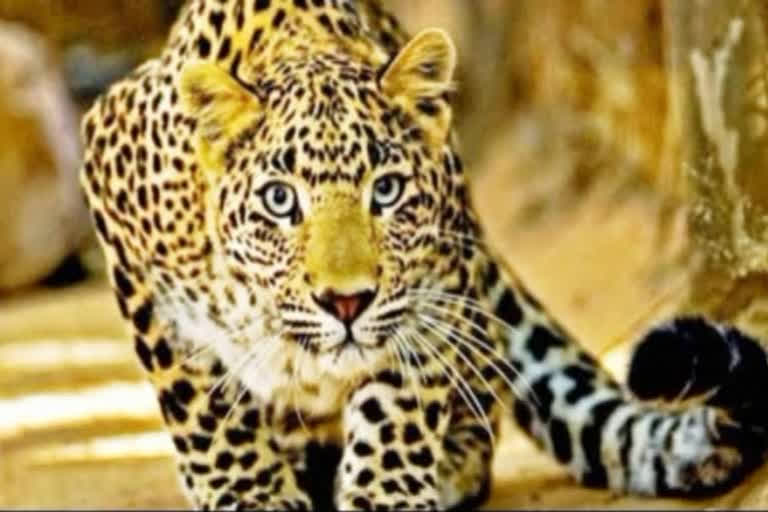 Leopard kills woman in Davanagere