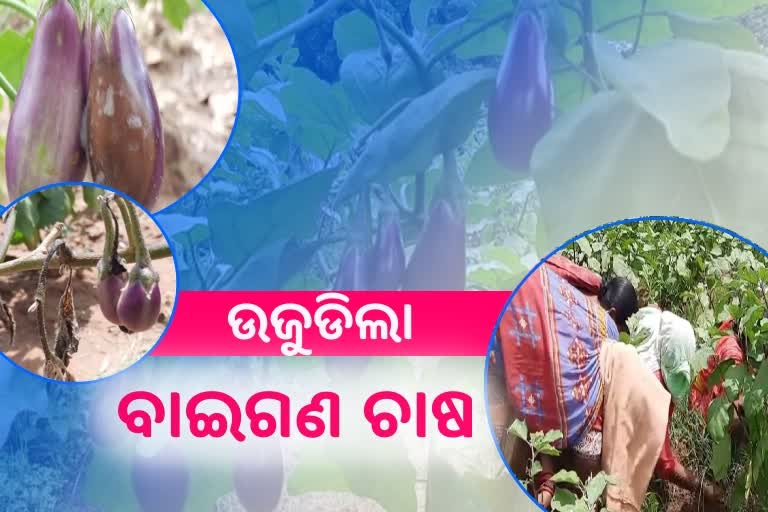 ଲଗାଣ ବର୍ଷାରେ ଉଜୁଡିଗଲା ବାଇଗଣ ଚାଷ, ହତାଶ ଚାଷୀ