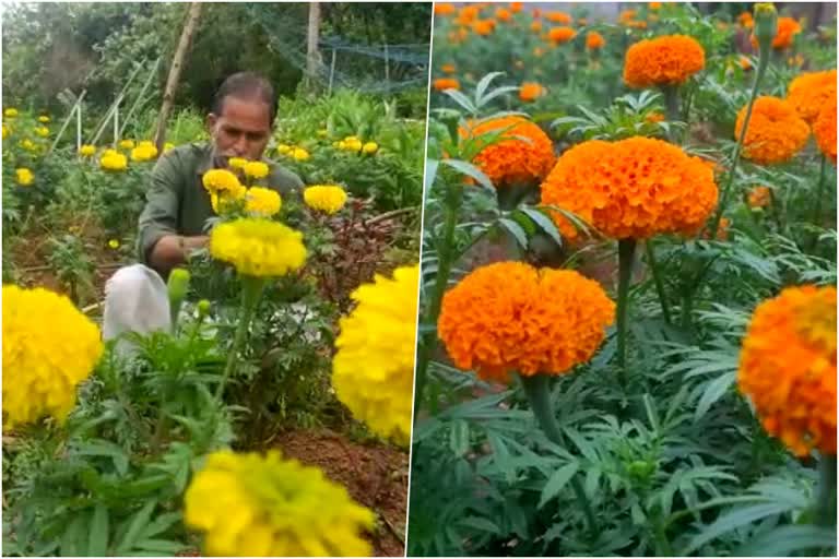 Pookrishi  Manoharan native of Kannur  flowers along with vegetables for Onam  kannur vegetable and flower garden for onam  manoharans cultivation for onam  onam latest news  onam latest news in kannur  kannur latest news  onam news  മറുനാടന്‍ പൂക്കള്‍ ഇനി വേണ്ട  ഓണം മനേഹരമാക്കാന്‍ പച്ചക്കറിയോടൊപ്പം പൂ കൃഷി  പച്ചക്കറിയോടൊപ്പം പൂ കൃഷി  കണ്ണൂര്‍ സ്വദേശി മനോഹരന്‍റെ കൃഷി  ചെത്തു തൊഴിലാളിയായ മനോഹരൻ  കണ്ണൂര്‍ ഓണം വാര്‍ത്ത  ഏറ്റവും പുതിയ ഓണം വാര്‍ത്തകള്‍  ഇന്നത്തെ പ്രധാന കണ്ണൂര്‍ വാര്‍ത്തകള്‍