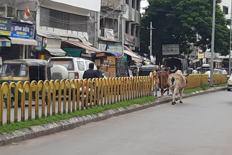 વડોદરામાં રખડતા ઢોર પકડવા ગયેલી ટીમ પર મહિલાઓ દ્વારા કરાયો હુમલો