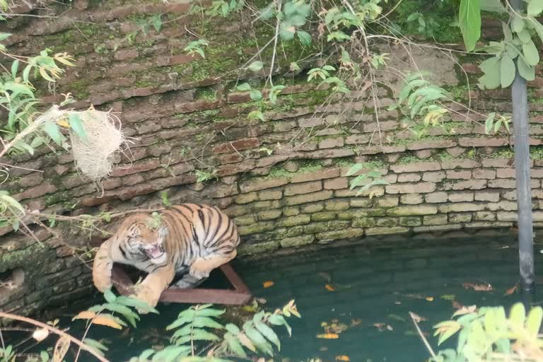 Chhindwara Tiger fell in Well