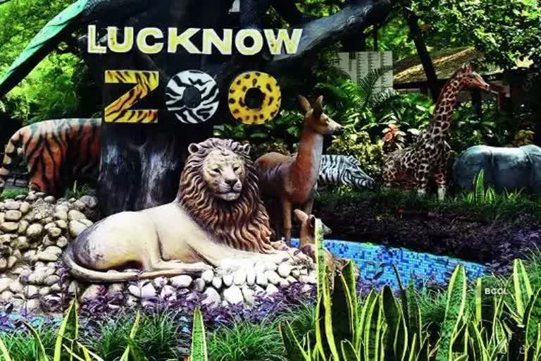 Jai White tiger Lucknow zoo  Lucknow zoo  Arignar Anna Zoological Park in Chennai  വെള്ളക്കടുവ ജയ്‌ക്ക് പുതിയ കൂട്ട് എത്തുന്നു  ലഖ്‌നൗ മൃഗശാല  അരിഗ്നാർ അണ്ണാ സുവോളജിക്കൽ പാർക്ക്  ലഖ്‌നൗ മൃഗശാലയിൽ പുതിയ വെള്ളക്കടുവ എത്തുന്നു  ജയ്‌യുടെ ഏകാന്ത വാസത്തിന് അവസാനമാകുന്നു  White tiger  വെള്ളക്കടുവ