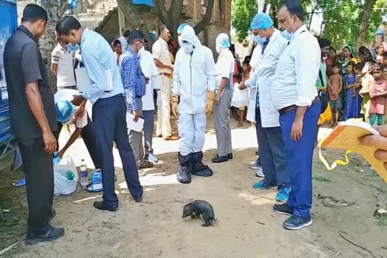 Pigs die of African Swine Fever in Patna