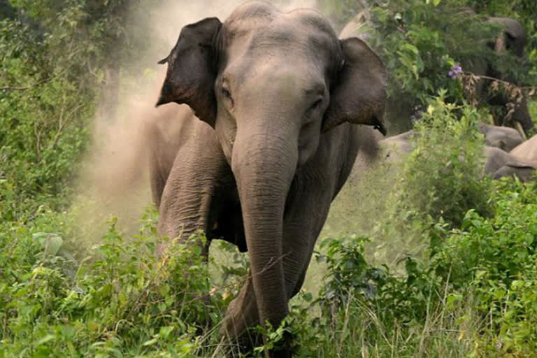 three people including one woman lost lives in a Elephant Attack near Jhargram city
