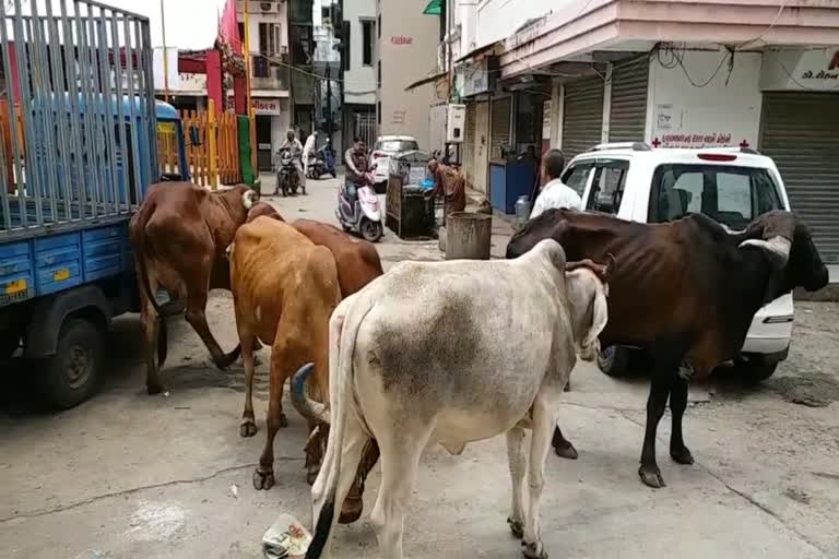 રખડતા ઢોર મામલે હાઇકોર્ટના આકરા વલણ બાદ JMC જાગ્યું છતાં માર્ગો પર ઢોર યથાવત