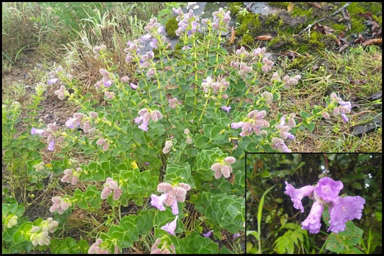 Neelakurinji flowers Bloom