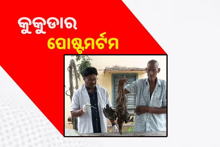 କୁକୁଡାକୁ ହତ୍ୟା ନେଇ ଥାନାରେ ଅଭିଯୋଗ କଲେ ମାଲିକ, ଆରମ୍ଭ ହେଲା ପୋଷ୍ଟମର୍ଟମକୁକୁଡାକୁ ହତ୍ୟା ନେଇ ଥାନାରେ ଅଭିଯୋଗ କଲେ ମାଲିକ, ଆରମ୍ଭ ହେଲା ପୋଷ୍ଟମର୍ଟମ