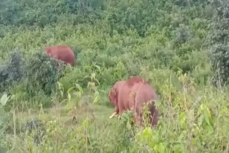 One person died due to crushed by wild elephants in Ramgarh