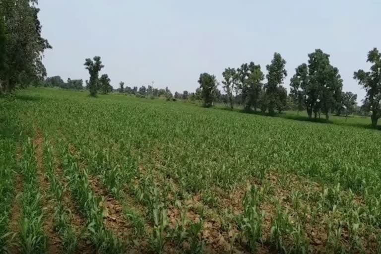 Record crops sowing in monsoon rains