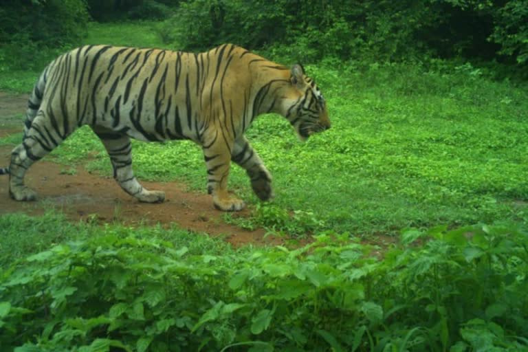 बाघ ST24 पहुंचा जमवारामगढ़