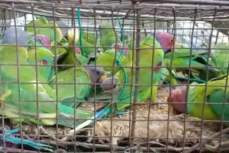 parrots recovered from Durgapur, 2 smugglers arrested