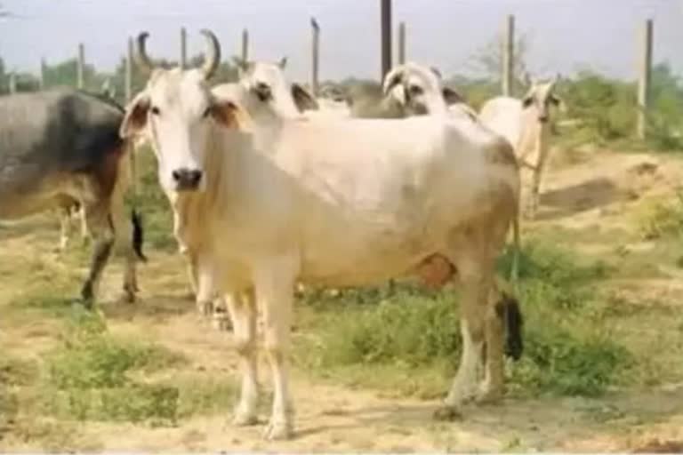 Rajgarh Cow Death