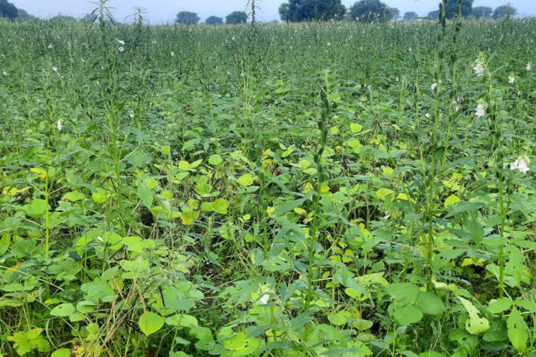 Insects outbreak in crops in Bhilwara, agriculture office suggestions for farmers