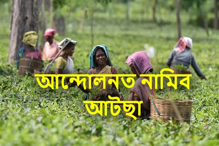 Problems of tea labours