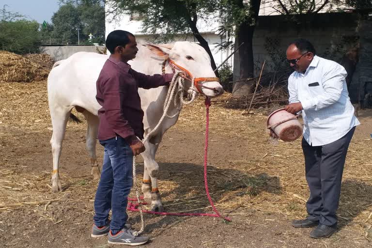 ବଳଦ ପ୍ରେମୀ ପାଖେ ପରିବାର, ମାସକୁ ଖାଦ୍ୟ ପିଛା ଖର୍ଚ୍ଚ କରୁଛନ୍ତି ଏକ ଲକ୍ଷ