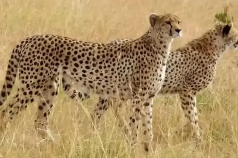 one of 3 leopards roaming in enclosure