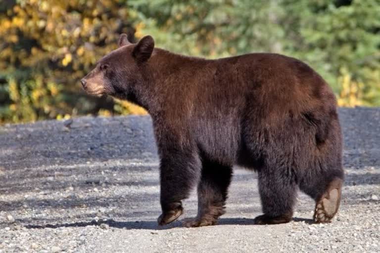 bears entering the houses