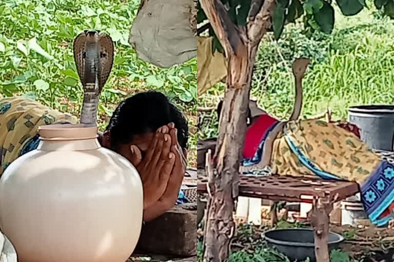 snake sit on sleeping woman  Snake on woman video viral  snake sit on sleeping woman in Kalaburagi  ಮಲಗಿದ ಮಹಿಳೆ ಮೇಲೆ ಹೆಡೆಎತ್ತಿ ಕುಳಿತ ನಾಗರಹಾವು  ಮಹಿಳೆ ಮೈ ಮೇಲೇರಿ ಕುಳಿತ ನಾಗ  ಮಹಿಳೆಗೆ ಕಚ್ಚದೇ ನಿರ್ಗಮಿಸಿದ ನಾಗಪ್ಪ  ಕಲಬುರಗಿಯಲ್ಲಿ ನಡೆದ ವಿಚಿತ್ರ ಘಟನೆ  ಶ್ರೀಶೈಲ ಮಲ್ಲಿಕಾರ್ಜುನ ಜಪ ಮಾಡಿದ ಮಹಿಳೆ