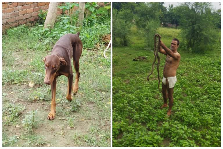 dog killed snake in mirzapur