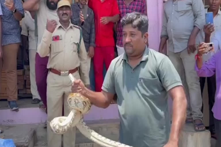 Python in Timber Warehouse in Kakinada