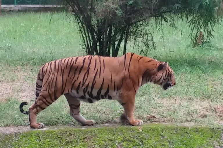 tiger attack on man