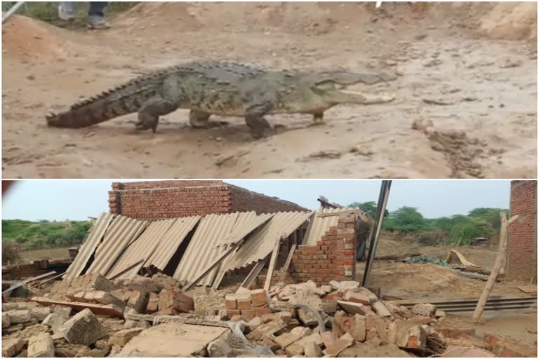 Dholpur Chambal Flood