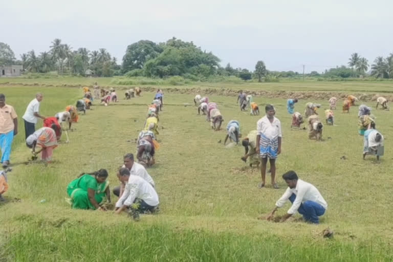 ஆக்கிரமிப்பு நிலத்தை மீட்டு ஆயிரக்கணக்கில் மரக்கன்றுகள்... அசத்திய ஊராட்சி மன்ற தலைவர்