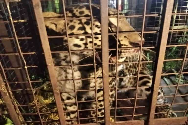 leopard captured
