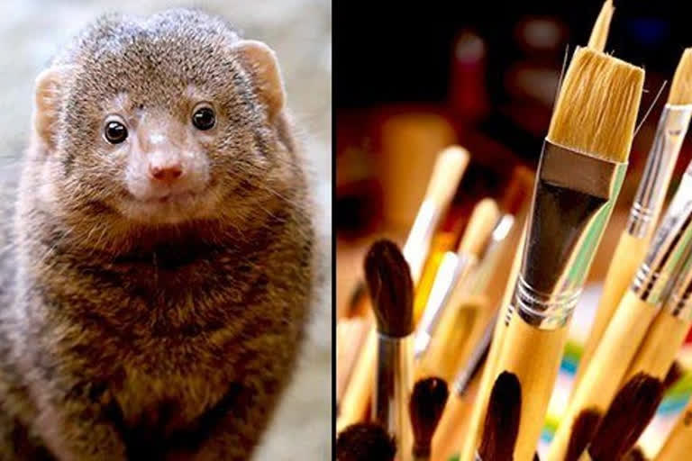 In India at least 50 thousand Mongoose Hunting for Paint Brush every year