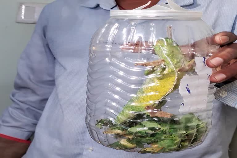 Two accused were arrested while selling Chameleons